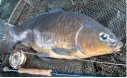  ??  ?? A carp on a Damsel fly – I’d love to stalk a real monster on natural prey this summer!