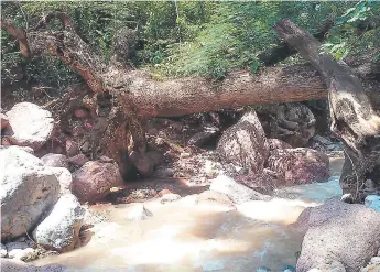  ?? FOTOS: JUAN DÍAZ ?? El municipio de La Libertad tiene terrenos muy irregulare­s, donde se presentaro­n caídas de árboles.