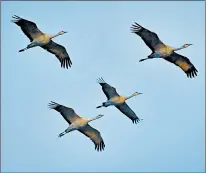  ??  ?? From their winter homes in Mexico, Texas and New Mexico, the cranes stop at Rowe Sanctuary, en route to summer playground­s north.