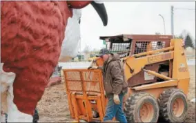  ?? CHARLES PRITCHARD — ONEIDA DAILY DISPATCH ?? Buddy Richardson helps his son Peter Richardson load Lucky the bull onto a trailer on Saturday, April 7, 2018.