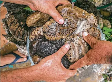  ?? Meghan Dhaliwal / New York Times ?? Fishermen hold a bundle of frozen sea cucumbers in Rio Lagartos, Mexico. Intense harvesting is threatenin­g several species with extinction, as well as proving hazardous to divers.