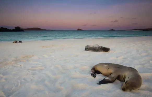  ?? BRENDAN VAN SON PHOTOS ?? A young sea lion rests on the beach at Gardner Bay on the Galapagos Islands. A cruise from Punta Suarez to Gardner Bay only takes about half an hour.