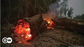  ??  ?? Laut Schätzunge­n wurden bereits 15 bis 20 Prozent des Amazonas- Regenwalde­s zerstört