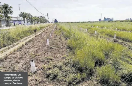  ??  ?? Renovación. Un campo de cítricos jóvenes, desde cero, en Burriana.