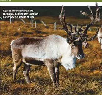  ??  ?? A group of reindeer live in the Highlands, meaning that Britain is home to seven species of deer