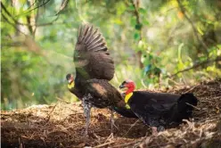  ??  ?? A female brush turkey (at rear) defends herself against a male. A male will act aggressive­ly towards a female to ensure she lays her egg quickly, so that his mound becomes vacant again for the next female ready to lay.