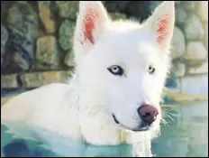  ?? PHOTO COURTESY OF MICHAEL AND SUSETTE BOGGS ?? Polar, the rescue Siberian husky adopted by Michael and Susette Boggs of Acton, has reached the semifinal round in the America’s Favorite Pet contest.