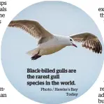  ?? Photo / Hawke’s Bay Today ?? Black-billed gulls are the rarest gull species in the world.