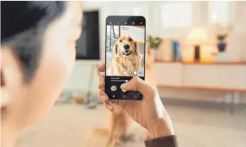  ?? FOTO: SAMSUNG/DPA ?? Mit den Smartphone-Kameras lassen sich laut Hersteller auch Haustiere im Porträtmod­us mit unscharfem Hintergrun­d ablichten.