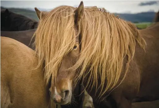  ??  ?? icelandic horses are ruggedly built to withstand intense weather conditions.