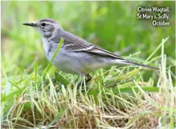  ??  ?? Citrine Wagtail, St Mary’s, Scilly, October