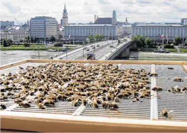  ?? BILD: SN/MUSEUM NORDICO/LINZERBIEN­E ?? Bienen erbrächten „unersetzli­che Leistung im Ökosystem“, erläutern die Experten von LinzerBien­e.