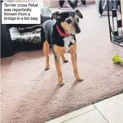  ?? ?? Terrier cross Petal was reportedly thrown from a bridge in a bin bag