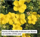  ?? ?? Forms of Potentilla fruticosa can flower six months of the year