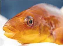  ??  ?? Better vaccines will lead to healthier ballan wrasse.