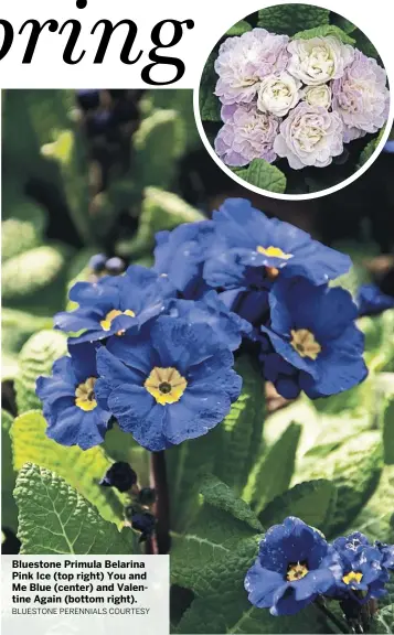  ?? BLUESTONE PERENNIALS COURTESY ?? Bluestone Primula Belarina Pink Ice (top right) You and Me Blue (center) and Valentine Again (bottom right).