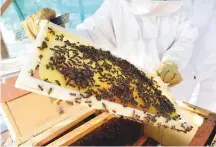  ?? Atiq Ur Rehman/Gulf News ?? The bees were relocated to the Bee Garden at Sustainabl­e City. More than a month later, the colony has doubled in size. and fill four full comb frames today.