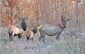  ?? MORDEN JEFF ?? A bull, cow and calf elk stand in a forest clearing in northern Wisconsin.
