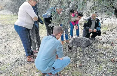  ?? ?? La experienci­a incluye ver cómo los perros localizan las trufas, que luego se extraen de la tierra.