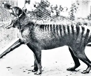  ??  ?? ●● The last known photograph of a thylacine