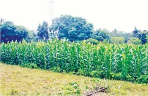  ??  ?? Zimbabwe’s maize crop looks promising as the rains continue to fall.