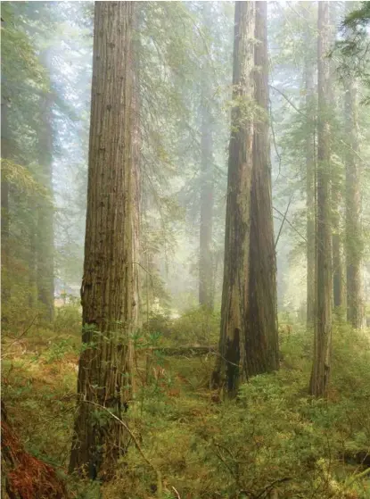  ?? (RAPHAËL SCHNEIDER/GETTY IMAGES) ?? Une forêt de séquoias en Californie du Nord, au petit matin. C’est le paysage dans lequel vivent Jean Hegland et le décor de son roman, «Dans la forêt».