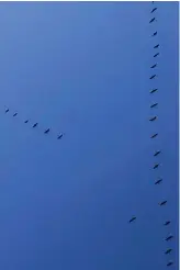  ?? TOM JURICH ?? Skeins of sandhill cranes headed north Feb. 12 over Munster, Ind.