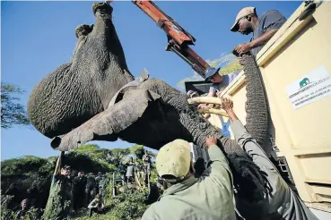  ?? Picture: Alaister Russell ?? Members of the relocation team at work in Mkhuze game reserve, which, together with Ithala, has run out of space for its elephants. About 30 elephants from each KwaZulu-Natal park are being moved to a Mozambique reserve, Zinave.