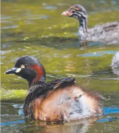  ??  ?? Australasi­an grebes are often seen locally.