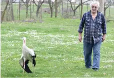  ??  ?? Retired Croatian primary school caretaker Stjepan Vokic walks alongside Malena, a white stork he had adopted in 1993 after he found it at a nearby pond with a broken wing, shot by hunters. — AFP