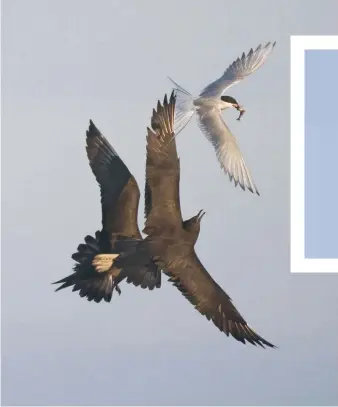  ??  ?? CLOCKWISE FROM TOP LEFT A pair of Arctic skuas jostles with an Arctic tern over a tasty morsel; swallows feed on flying insects so can snap up snacks on their long migration flights; the blackcap’s fluting song had led to its nickname, the northern nightingal­e