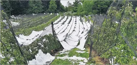  ?? ] ÖHV ] ?? Hagelnetze sollen steirische Obstgärten schützen – dem schweren Schnee konnten sie aber nicht standhalte­n.