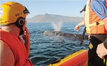  ?? | ANDREW INGRAM ?? THE South African Whale Entangleme­nt Network, operating from three sea rescue boats about a mile off Kommetjie, went to help a 10m Southern Right whale entangled in a crayfish rope towing a trap. The whale got most of the rope off itself and got free of the trap without the help of the team.