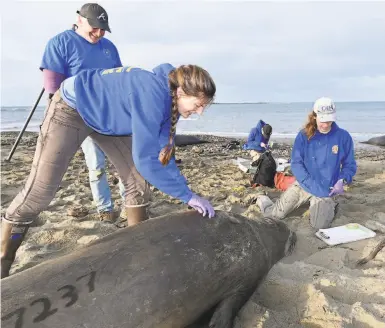  ?? Dan Costa / UC Santa Cruz ?? Biologist Roxanne Beltran (foreground) and other researcher­s outfit an elephant seal with a satellite tag.