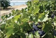  ?? RICH PEDRONCELL­I — THE ASSOCIATED PRESS ?? Grapes grow July 25in Charlie Hamilton’s vineyard that sits along the Sacramento River near Rio Vista.