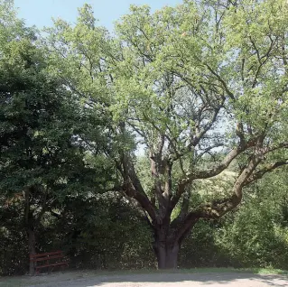  ?? Protagonis­ta ?? La quercia secolare Roverella al parco di Villa Ghigi, tra i luoghi della rassegna