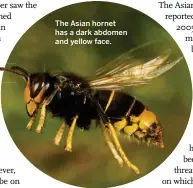  ??  ?? The Asian hornet has a dark abdomen and yellow face.