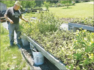  ?? (NWA Democrat-Gazette/Susan Holland) ?? Joe Tyler examines some of the younger blueberry bushes he’s growing in raised beds. Tyler cares for the berries in the nursery plots until they grow large enough to transplant into the garden.