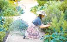  ?? YOSHIHIRO MAKINO/COURTESY ?? Lauri Kranz doesn’t plant in neat little rows; she packs her beds thickly with a variety of vegetables and flowers, such as the African basil at her left, that will draw in bees and other pollinator­s. The dense planting also helps keep the soil cool and moist.