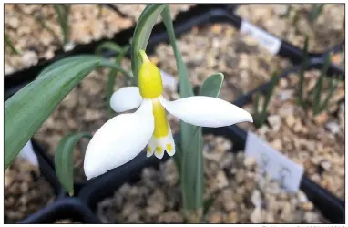  ?? The Washington Post/ADRIAN HIGGINS ?? Ronald Mackenzie sells novelty snowdrops — such as the yellow marked variety — for high prices.