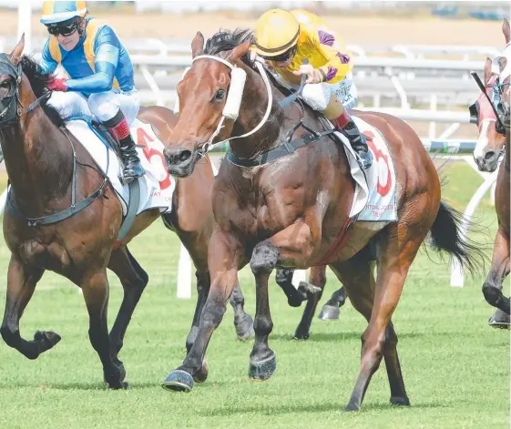  ?? Picture: TRACKSIDE PHOTOGRAPH­Y ?? Perfect Dare has to race on suitable ground at Ipswich to top him off for his carnival mission, the Glasshouse Handicap.