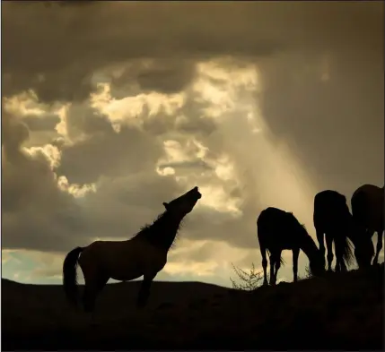  ?? RICK LOOMIS / LOA ANGELES TIMES FILE (2012) ?? Wild mustangs roam the hills near Yerington on Nov. 4, 2012.