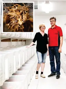  ??  ?? Kirsi and Jouko Siikonen in a growth room on their farm in Forssa, Finland, where they grow crickets, inset, in plastic containers