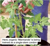  ??  ?? Here, organic ‘Marmande’ is being trained as a single-stem cordon