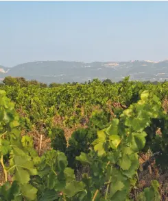  ??  ?? Left: both red and white 2014s are promising from Loïc Massart’s Les Chemins de Sève vineyards