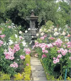  ??  ?? Formal rose gardens never go out of fashion, above. What an entrance, below: a rose and lavender lined driveway.