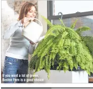  ??  ?? If you want a lot of green, Boston Fern is a good choice