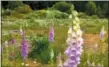  ?? DEAN FOSDICK VIA ASSOCIATED PRESS ?? Several stands of foxglove or digitalis growing wild on a parcel of roadside property near Langley, Wash.