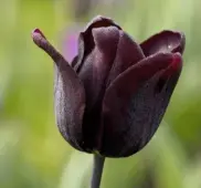  ??  ?? Rich garnet breeder ‘Dom Pedro’, a Rembrandt tulip from 1911, has a subtle yellow base. Taller, at 27in (70cm), it falls into the bizarre colouratio­n category.