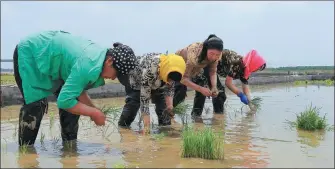  ?? PROVIDED TO CHINA DAILY ?? Workers plant an experiment­al strain of rice in fields in Qingdao, Shandong.